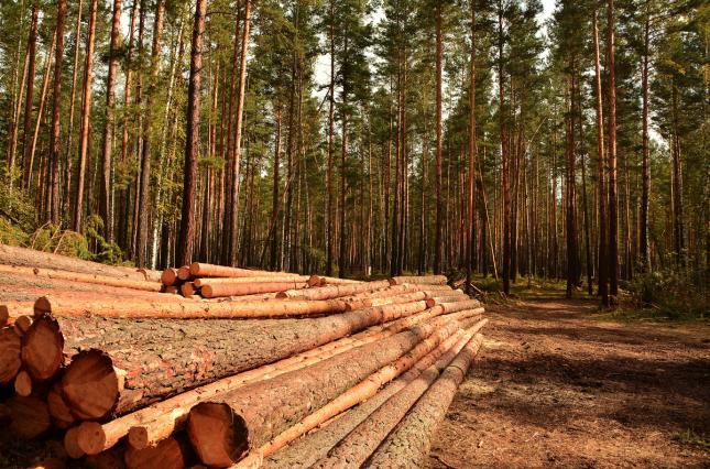 Зміни, що стосуються рентної плати за використання лісу, можуть стати ключовим ресурсом для розвитку гірських територій, – Юрій Стефанчук