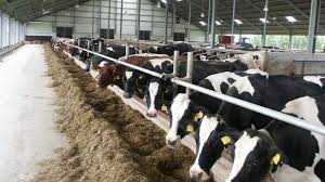80% молочної продукції, що є на ринку ЄС та експортується звідти, виробляють сільгоспкооперативи