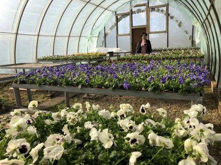 На базі КП "Комунгосп" було створено власне тепличне господарство, де щороку вирощується тисячі квіток для озеленення нашого міста.