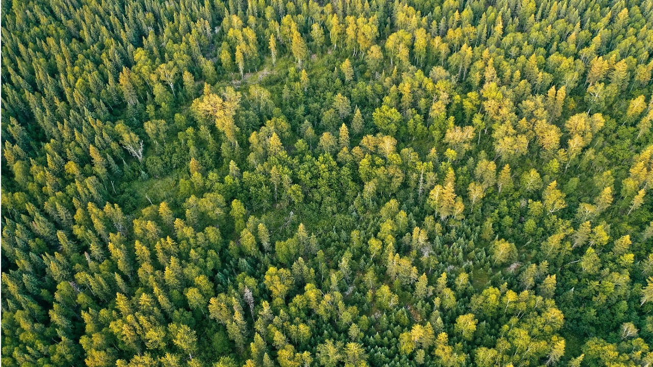 Держлісагентство продовжує ініціювати вилучення лісів у громад