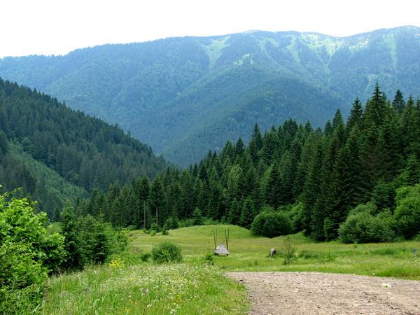 Вилучення лісових земель у громад суперечить Конституції України